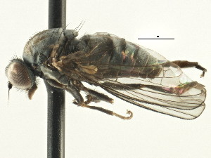  ( - CNC DIPTERA 197649)  @11 [ ] CreativeCommons - Attribution (2013) CNC/CBG Photography Group Centre for Biodiversity Genomics