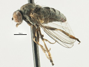  ( - CNC DIPTERA 197651)  @11 [ ] CreativeCommons - Attribution (2013) CNC/CBG Photography Group Centre for Biodiversity Genomics