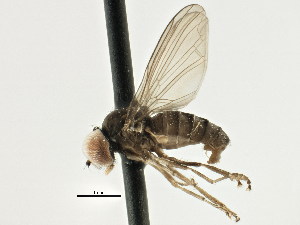  (Platypezidae - CNC DIPTERA 197656)  @15 [ ] CreativeCommons - Attribution Non-Commercial Share-Alike (2013) BIO Photography Group/CNC Centre for Biodiversity Genomics