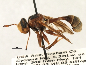  (Physocephala texana - JSS17556)  @14 [ ] CreativeCommons - Attribution (2013) CNC/CBG Photography Group Centre for Biodiversity Genomics