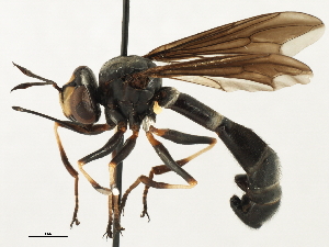  (Physocephala tibialis - JSS17559)  @15 [ ] CreativeCommons - Attribution (2013) CNC/CBG Photography Group Centre for Biodiversity Genomics