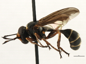  (Physocephala marginata - JSS17572)  @15 [ ] CreativeCommons - Attribution (2013) CNC/CBG Photography Group Centre for Biodiversity Genomics