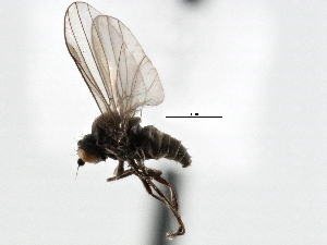  (Melanderomyia - JSS25531)  @11 [ ] CreativeCommons - Attribution (2013) CNC/CBG Photography Group Centre for Biodiversity Genomics