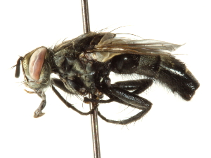  ( - CNC DIPTERA 192217)  @13 [ ] CreativeCommons - Attribution (2012) CNC/CBG Photography Group Centre for Biodiversity Genomics