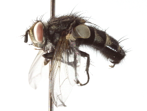  ( - CNC DIPTERA 192218)  @14 [ ] CreativeCommons - Attribution (2012) CNC/CBG Photography Group Centre for Biodiversity Genomics