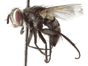  ( - CNC DIPTERA 192219)  @14 [ ] CreativeCommons - Attribution (2012) CNC/CBG Photography Group Centre for Biodiversity Genomics