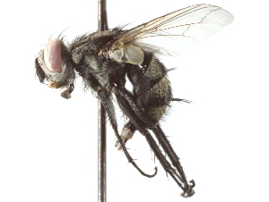 ( - CNC DIPTERA 192220)  @13 [ ] CreativeCommons - Attribution (2012) CNC/CBG Photography Group Centre for Biodiversity Genomics