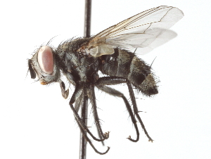 ( - CNC DIPTERA 192221)  @13 [ ] CreativeCommons - Attribution (2012) CNC/CBG Photography Group Centre for Biodiversity Genomics