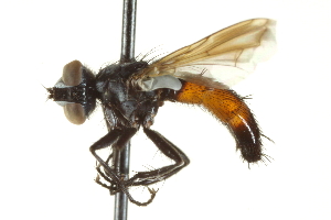  ( - CNC DIPTERA 161955)  @13 [ ] CreativeCommons - Attribution (2012) CNC/CBG Photography Group Centre for Biodiversity Genomics