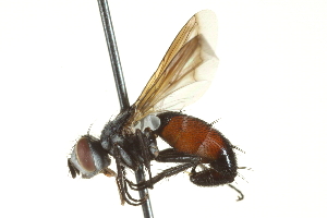  ( - CNC DIPTERA 161956)  @13 [ ] CreativeCommons - Attribution (2012) CNC/CBG Photography Group Centre for Biodiversity Genomics