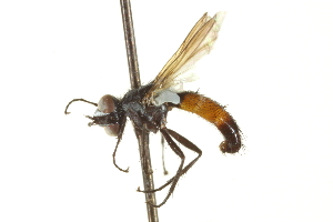  ( - CNC DIPTERA 161957)  @13 [ ] CreativeCommons - Attribution (2012) CNC/CBG Photography Group Centre for Biodiversity Genomics