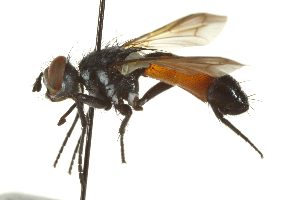  ( - CNC DIPTERA 161963)  @11 [ ] CreativeCommons - Attribution (2012) CNC/CBG Photography Group Centre for Biodiversity Genomics