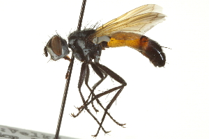  ( - CNC DIPTERA 161964)  @11 [ ] CreativeCommons - Attribution (2012) CNC/CBG Photography Group Centre for Biodiversity Genomics