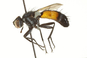  ( - CNC DIPTERA 161965)  @13 [ ] CreativeCommons - Attribution (2012) CNC/CBG Photography Group Centre for Biodiversity Genomics