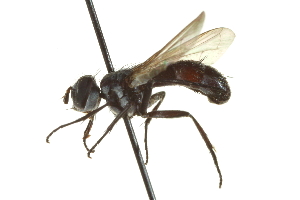  ( - CNC DIPTERA 161971)  @13 [ ] CreativeCommons - Attribution (2012) CNC/CBG Photography Group Centre for Biodiversity Genomics