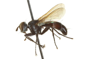  ( - CNC DIPTERA 161973)  @13 [ ] CreativeCommons - Attribution (2012) CNC/CBG Photography Group Centre for Biodiversity Genomics