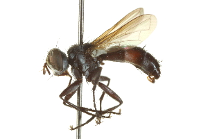  ( - CNC DIPTERA 161974)  @13 [ ] CreativeCommons - Attribution (2012) CNC/CBG Photography Group Centre for Biodiversity Genomics