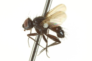  ( - CNC DIPTERA 161986)  @12 [ ] CreativeCommons - Attribution (2012) CNC/CBG Photography Group Centre for Biodiversity Genomics