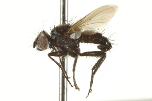  ( - CNC DIPTERA 161987)  @13 [ ] CreativeCommons - Attribution (2012) CNC/CBG Photography Group Centre for Biodiversity Genomics