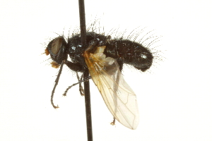  ( - CNC DIPTERA 162036)  @12 [ ] CreativeCommons - Attribution (2012) CNC/CBG Photography Group Centre for Biodiversity Genomics
