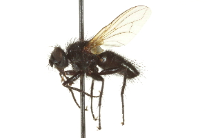  ( - CNC DIPTERA 162038)  @13 [ ] CreativeCommons - Attribution (2012) CNC/CBG Photography Group Centre for Biodiversity Genomics
