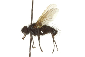  ( - CNC DIPTERA 162040)  @11 [ ] CreativeCommons - Attribution (2012) CNC/CBG Photography Group Centre for Biodiversity Genomics