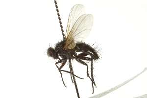  ( - CNC DIPTERA 162042)  @12 [ ] CreativeCommons - Attribution (2012) CNC/CBG Photography Group Centre for Biodiversity Genomics