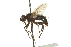  ( - CNC DIPTERA 162062)  @11 [ ] CreativeCommons - Attribution (2012) CNC/CBG Photography Group Centre for Biodiversity Genomics