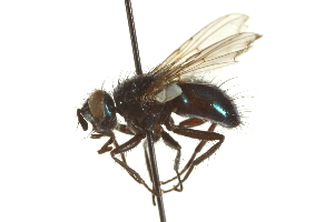  ( - CNC DIPTERA 162064)  @13 [ ] CreativeCommons - Attribution (2012) CNC/CBG Photography Group Centre for Biodiversity Genomics