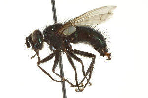  ( - CNC DIPTERA 162065)  @13 [ ] CreativeCommons - Attribution (2012) CNC/CBG Photography Group Centre for Biodiversity Genomics