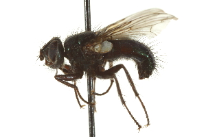  ( - CNC DIPTERA 162066)  @11 [ ] CreativeCommons - Attribution (2012) CNC/CBG Photography Group Centre for Biodiversity Genomics