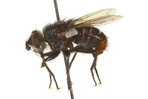  ( - CNC DIPTERA 162112)  @14 [ ] CreativeCommons - Attribution (2012) CNC/CBG Photography Group Centre for Biodiversity Genomics