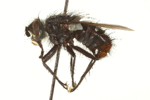  ( - CNC DIPTERA 162113)  @13 [ ] CreativeCommons - Attribution (2012) CNC/CBG Photography Group Centre for Biodiversity Genomics