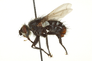  ( - CNC DIPTERA 162115)  @14 [ ] CreativeCommons - Attribution (2012) CNC/CBG Photography Group Centre for Biodiversity Genomics