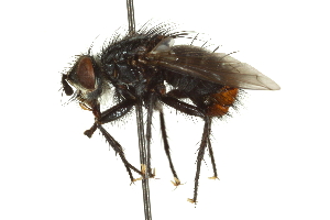  ( - CNC DIPTERA 162116)  @14 [ ] CreativeCommons - Attribution (2012) CNC/CBG Photography Group Centre for Biodiversity Genomics