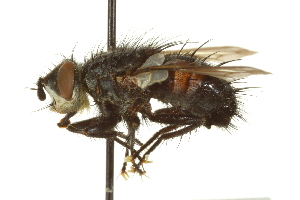  (Panzeria anthophila - CNC DIPTERA 162120)  @14 [ ] CreativeCommons - Attribution (2012) CNC/CBG Photography Group Centre for Biodiversity Genomics