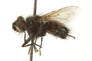  ( - CNC DIPTERA 162141)  @13 [ ] CreativeCommons - Attribution (2012) CNC/CBG Photography Group Centre for Biodiversity Genomics