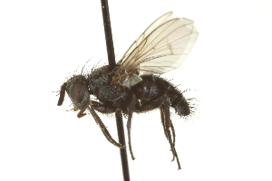  ( - CNC DIPTERA 162224)  @11 [ ] CreativeCommons - Attribution (2012) CNC/CBG Photography Group Centre for Biodiversity Genomics