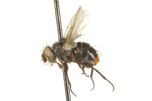  ( - CNC DIPTERA 162258)  @12 [ ] CreativeCommons - Attribution (2012) CNC/CBG Photography Group Centre for Biodiversity Genomics