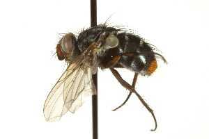  ( - CNC DIPTERA 162260)  @13 [ ] CreativeCommons - Attribution (2012) CNC/CBG Photography Group Centre for Biodiversity Genomics