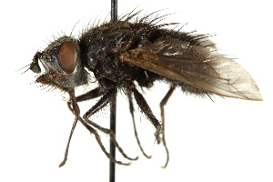  ( - CNC DIPTERA 162435)  @13 [ ] CreativeCommons - Attribution (2012) CNC/CBG Photography Group Centre for Biodiversity Genomics