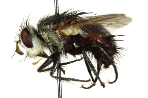  ( - CNC DIPTERA 162442)  @11 [ ] CreativeCommons - Attribution (2012) CNC/CBG Photography Group Centre for Biodiversity Genomics