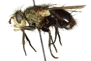  ( - CNC DIPTERA 162446)  @11 [ ] CreativeCommons - Attribution (2012) CNC/CBG Photography Group Centre for Biodiversity Genomics