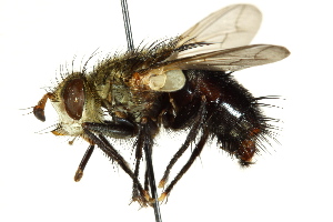  ( - CNC DIPTERA 162447)  @14 [ ] CreativeCommons - Attribution (2012) CNC/CBG Photography Group Centre for Biodiversity Genomics