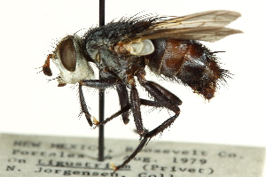  ( - CNC DIPTERA 162453)  @13 [ ] CreativeCommons - Attribution (2012) CNC/CBG Photography Group Centre for Biodiversity Genomics
