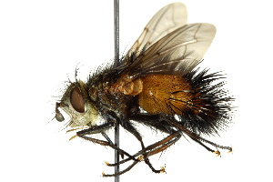  ( - CNC DIPTERA 162529)  @11 [ ] CreativeCommons - Attribution (2012) CNC/CBG Photography Group Centre for Biodiversity Genomics