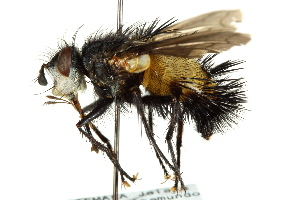  ( - CNC DIPTERA 162540)  @11 [ ] CreativeCommons - Attribution (2012) CNC/CBG Photography Group Centre for Biodiversity Genomics