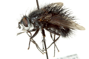  ( - CNC DIPTERA 162557)  @11 [ ] CreativeCommons - Attribution (2012) CNC/CBG Photography Group Centre for Biodiversity Genomics