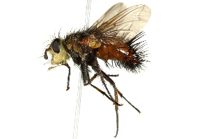  ( - CNC DIPTERA 162564)  @11 [ ] CreativeCommons - Attribution (2012) CNC/CBG Photography Group Centre for Biodiversity Genomics