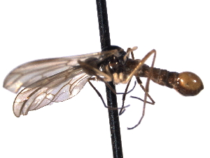  (Brachystoma occidentale - CNC DIPTERA 161468)  @12 [ ] CreativeCommons - Attribution (2012) CNC/CBG Photography Group Centre for Biodiversity Genomics